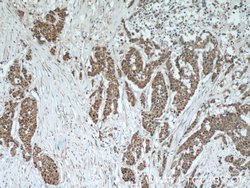 C5orf4 Rabbit anti-Human, Polyclonal, Proteintech 150 &mu;L; Unconjugated:Antibodies,