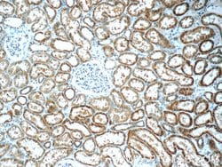 C5orf4 Rabbit anti-Human, Polyclonal, Proteintech 150 &mu;L; Unconjugated:Antibodies,