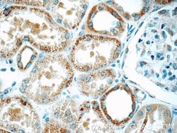 C5orf4 Rabbit anti-Human, Polyclonal, Proteintech 150 &mu;L; Unconjugated:Antibodies,