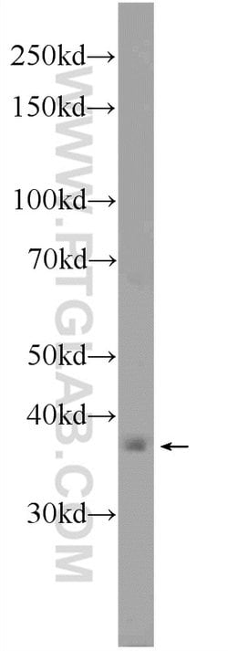 C5orf4 Rabbit anti-Human, Polyclonal, Proteintech 150 &mu;L; Unconjugated:Antibodies,