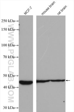 B3GALNT1 Rabbit anti-Human, Mouse, Rat, Polyclonal, Proteintech:Antibodies:Primary