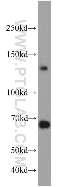 Cadherin-20 Rabbit anti-Human, Mouse, Rat, Polyclonal, Proteintech 150