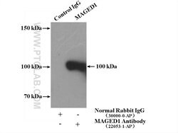 MAGED1 Rabbit anti-Human, Mouse, Rat, Polyclonal, Proteintech:Antibodies:Primary