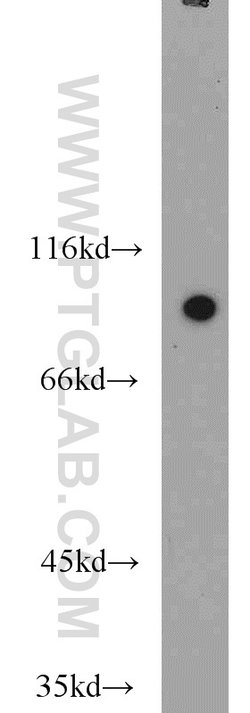 MAGED1 Rabbit anti-Human, Mouse, Rat, Polyclonal, Proteintech:Antibodies:Primary