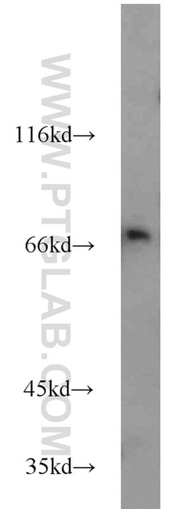 SYTL3 Rabbit anti-Human, Mouse, Rat, Polyclonal, Proteintech 150 &mu;L;