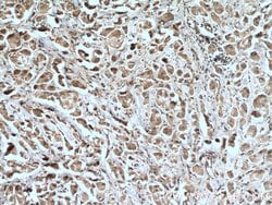 ARHGAP27 Rabbit anti-Human, Polyclonal, Proteintech 150 &mu;L | Buy Online | Proteintech Group Inc | Fisher Scientific
