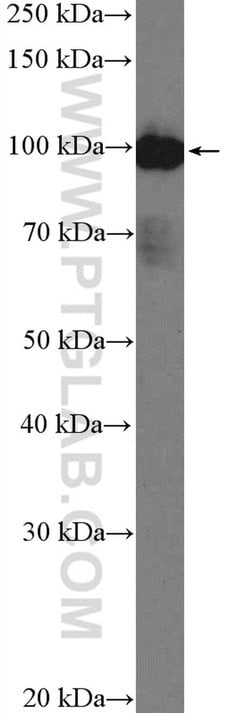 ARHGAP27 Rabbit anti-Human, Polyclonal, Proteintech 150 &mu;L | Buy Online | Proteintech Group Inc | Fisher Scientific