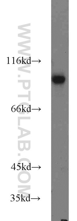 TLE3 Rabbit anti-Human, Mouse, Rat, Polyclonal, Proteintech 20 &mu;L; Unconjugated:Antibodies,