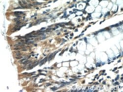 ISG20 Rabbit anti-Human, Mouse, Rat, Polyclonal, Proteintech:Antibodies:Primary