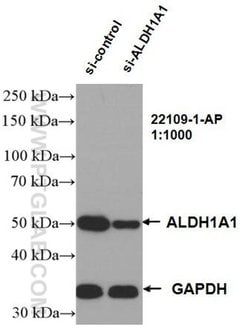 ALDH1A1 Rabbit anti-Human, Mouse, Rat, Polyclonal, Proteintech 20 &mu;L;