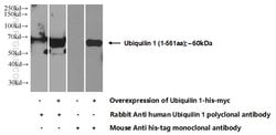 Ubiquilin 1 Rabbit anti-Human, Rat, Polyclonal, Proteintech 20 &mu;L; Unconjugated:Antibodies,