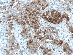 FUT4 Rabbit anti-Human, Polyclonal, Proteintech 150 &mu;L; Unconjugated:Antibodies,