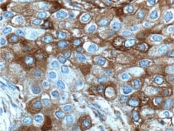 FUT4 Rabbit anti-Human, Polyclonal, Proteintech 150 &mu;L; Unconjugated:Antibodies,