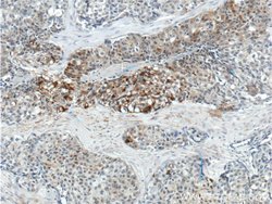 FUT4 Rabbit anti-Human, Polyclonal, Proteintech 150 &mu;L; Unconjugated:Antibodies,