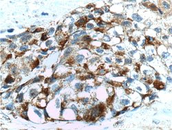 FUT4 Rabbit anti-Human, Polyclonal, Proteintech 150 &mu;L; Unconjugated:Antibodies,