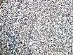 Integrin alpha-1 Rabbit anti-Human, Polyclonal, Proteintech 150 &mu;L;