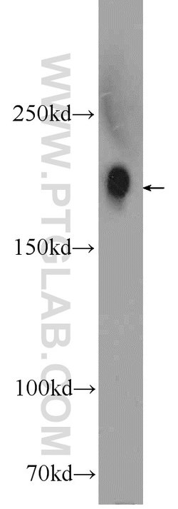 Integrin alpha-1 Rabbit anti-Human, Polyclonal, Proteintech 150 &mu;L;