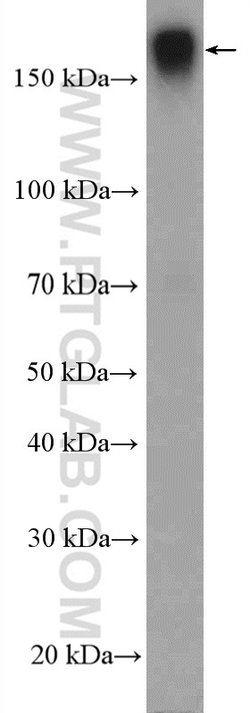 Integrin alpha-1 Rabbit anti-Human, Polyclonal, Proteintech 150 &mu;L;