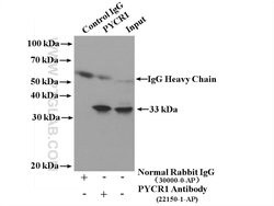 PYCR1 Rabbit anti-Human, Mouse, Rat, Polyclonal, Proteintech:Anticorps:Anticorps