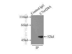 CCZ1 Rabbit anti-Human, Mouse, Polyclonal, Proteintech:Antibodies:Primary
