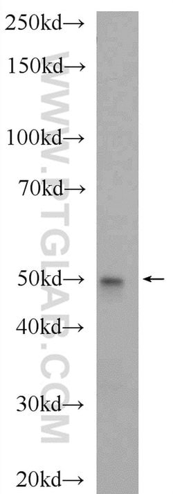 CCZ1 Rabbit anti-Human, Mouse, Polyclonal, Proteintech:Antibodies:Primary