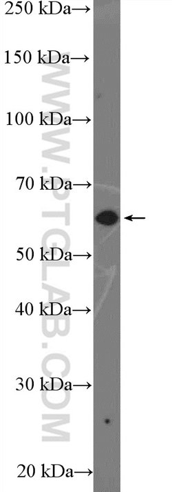 ZNF154 Rabbit anti-Human, Polyclonal, Proteintech 150 &mu;L; Unconjugated:Antibodies,