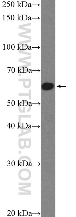 ZNF154 Rabbit anti-Human, Polyclonal, Proteintech 150 &mu;L; Unconjugated:Antibodies,