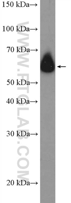 ZNF154 Rabbit anti-Human, Polyclonal, Proteintech 150 &mu;L; Unconjugated:Antibodies,