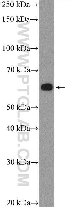 ZNF154 Rabbit anti-Human, Polyclonal, Proteintech 150 &mu;L; Unconjugated:Antibodies,