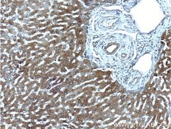 G6PC Rabbit anti-Human, Polyclonal, Proteintech 150 &mu;L | Buy Online | Proteintech Group Inc | Fisher Scientific