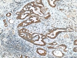 BMP3 Rabbit anti-Human, Polyclonal, Proteintech 20 &mu;L; Unconjugated:Anticuerpos