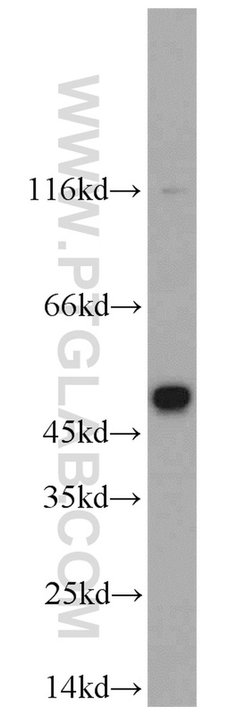CHRNB4 Rabbit anti-Human, Mouse, Polyclonal, Proteintech:Antibodies:Primary