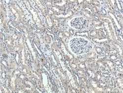 SNX21 Rabbit anti-Human, Polyclonal, Proteintech 150 &mu;L; Unconjugated:Antibodies,