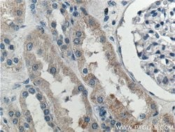 SNX21 Rabbit anti-Human, Polyclonal, Proteintech 150 &mu;L; Unconjugated:Antibodies,