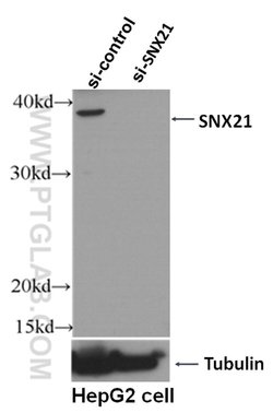 SNX21 Rabbit anti-Human, Polyclonal, Proteintech 150 &mu;L; Unconjugated:Antibodies,