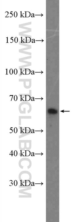 SH2B3 Rabbit anti-Human, Polyclonal, Proteintech 20 &mu;L; Unconjugated:Antibodies,