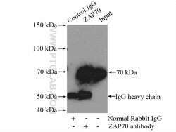 ZAP70 Rabbit anti-Human, Mouse, Polyclonal, Proteintech 20 &mu;L; Unconjugated:Antibodies,