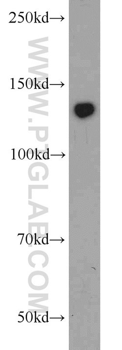 ERC1 Rabbit anti-Human, Polyclonal, Proteintech 150 &mu;L; Unconjugated:Antibodies,