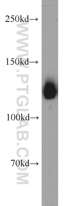 ERC1 Rabbit anti-Human, Polyclonal, Proteintech 150 &mu;L; Unconjugated:Antibodies,