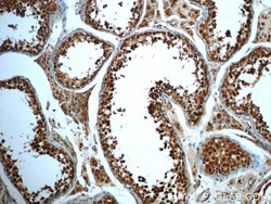 TMF1 Rabbit anti-Human, Mouse, Rat, Polyclonal, Proteintech:Antibodies:Primary