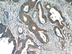 TMF1 Rabbit anti-Human, Mouse, Rat, Polyclonal, Proteintech:Antibodies:Primary