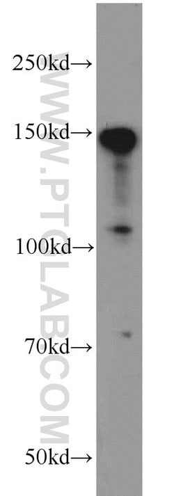 TMF1 Rabbit anti-Human, Mouse, Rat, Polyclonal, Proteintech:Antibodies:Primary