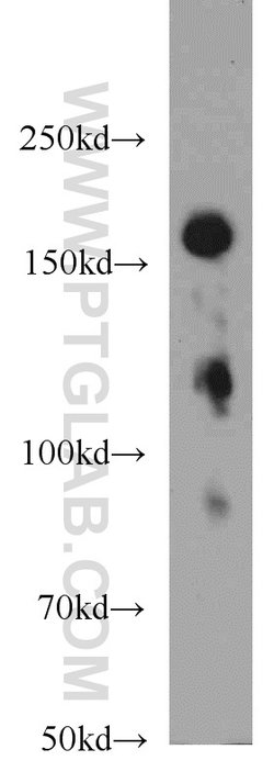 TMF1 Rabbit anti-Human, Mouse, Rat, Polyclonal, Proteintech:Antibodies:Primary