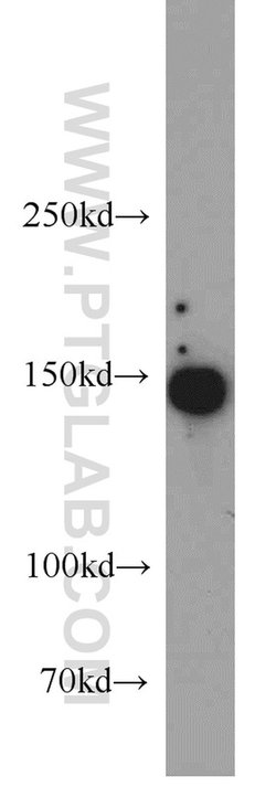 TMF1 Rabbit anti-Human, Mouse, Rat, Polyclonal, Proteintech:Antibodies:Primary