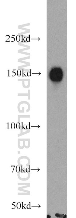 TMF1 Rabbit anti-Human, Mouse, Rat, Polyclonal, Proteintech:Antibodies:Primary