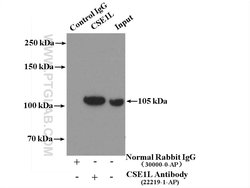 CSE1L Rabbit anti-Human, Mouse, Polyclonal, Proteintech:Antibodies:Primary