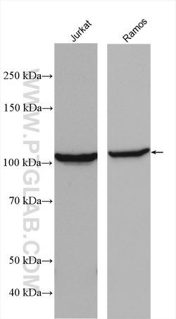 CSE1L Rabbit anti-Human, Mouse, Polyclonal, Proteintech:Antibodies:Primary