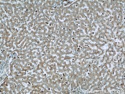 MPO Rabbit anti-Human, Polyclonal, Proteintech 150 μL; Unconjugated:Antibodies,