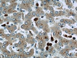 MPO Rabbit anti-Human, Polyclonal, Proteintech 150 μL; Unconjugated:Antibodies,