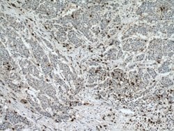 MPO Rabbit anti-Human, Polyclonal, Proteintech 150 μL; Unconjugated:Antibodies,